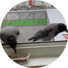 Karl & Gertrude Bürokrähen der Spreenauten GmbH